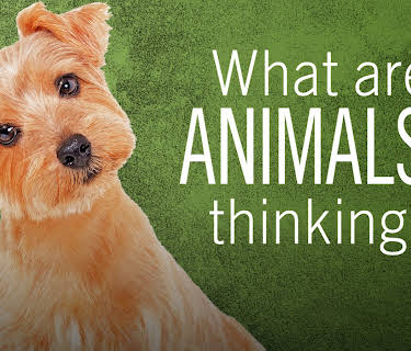 What Are Animals Thinking? (2012)