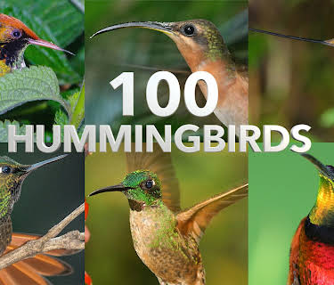 100 Hummingbirds (2022)