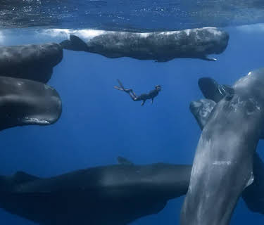Patrick and the Whale (2022)