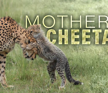 Mother Cheetah (2012)