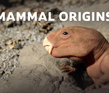 Mammal Origins (2026)