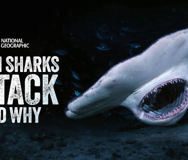 When Sharks Attack... And Why