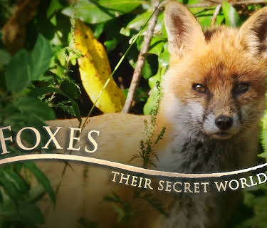 Foxes: Their Secret World