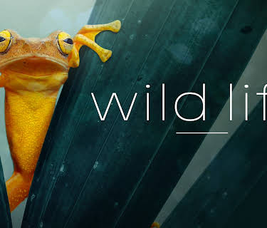 Wild Life