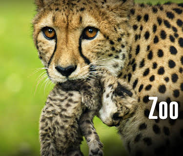 Zoo Life