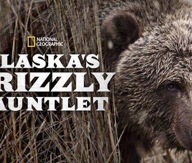 Alaska's Grizzly Gauntlet