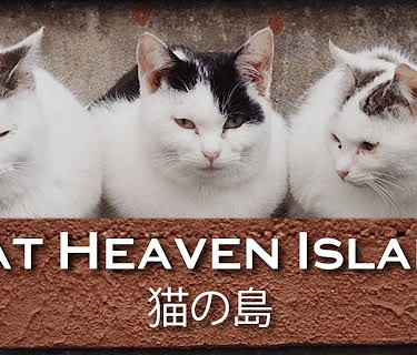 Cat Heaven Island (2016)