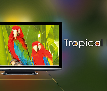 Tropical Birds with Music (2016)