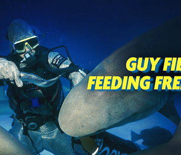 Guy Fieri's Feeding Frenzy (2018)