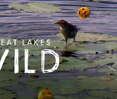 Great Lakes Wild