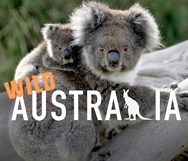Wild Australia