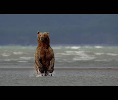 Bears (2014)