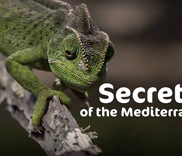 Secrets of the Mediterranean