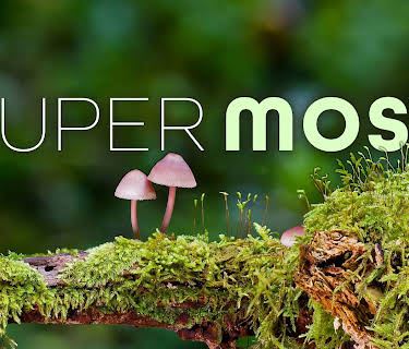 Super Moss (2026)