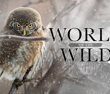 World of the Wild