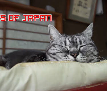 Cats of Japan