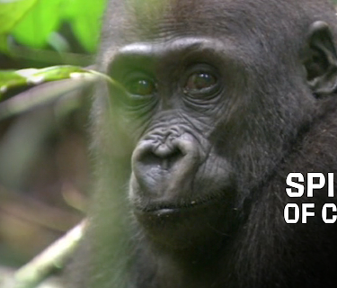 Spiritis of the Congo (2012)