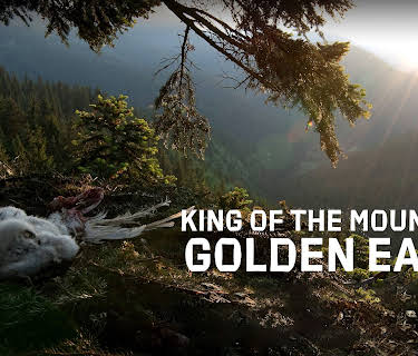 King of the Mountains, Golden Eagle (2015)