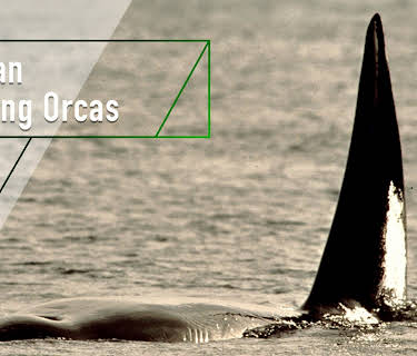 A Man Among Orcas (2006)