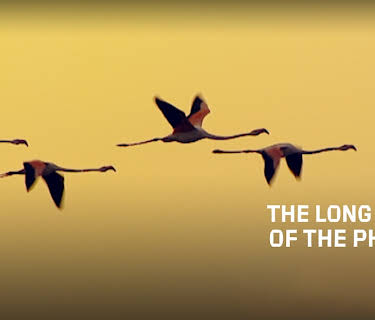 The Long Flight of the Phoenix (2008)