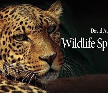 BBC Earth Wildlife Specials