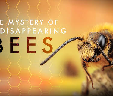The Strange Disappearance of the Bees (1984)