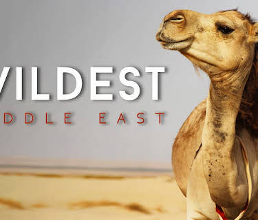 Wildest Middle East