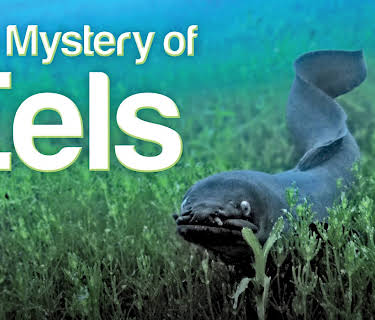 The Mystery of Eels (2013)