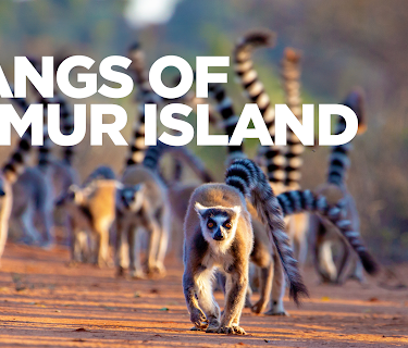 Gangs Of Lemur Island