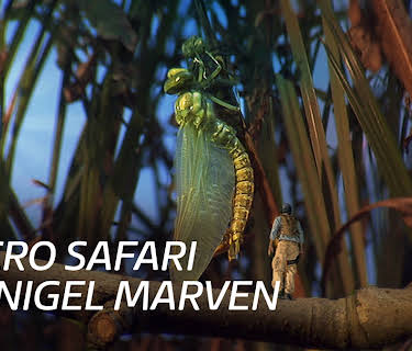 Micro Safari With Nigel Marven