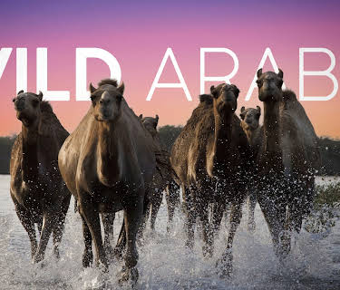 Wild Arabia Season 1