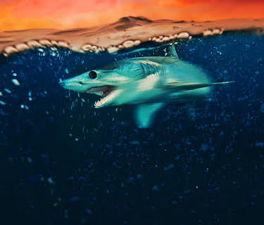 Mako Mania: Battle for California