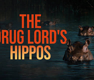 The Drug Lord's Hippos Season 1