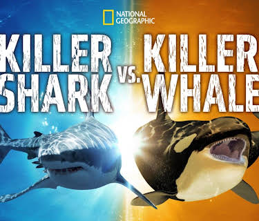Killer Shark Vs Killer Whale