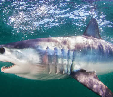 Mako Nation