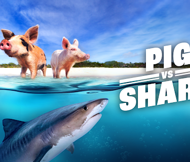 Pig vs. Shark (2022)
