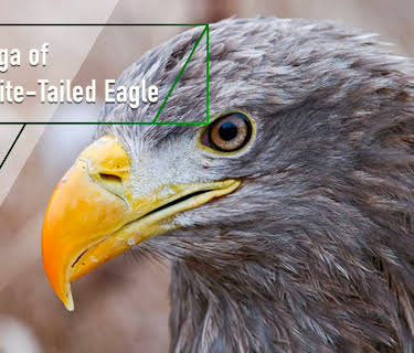The Saga of the White-Tailed Eagle (2011)