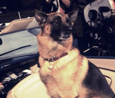 K-9: P.I. (2002)