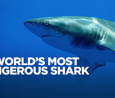 World’s Most Dangerous Shark (2019)