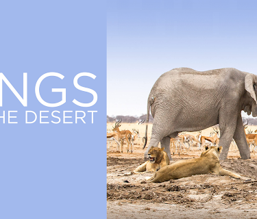 King of the Desert Lions (2016)