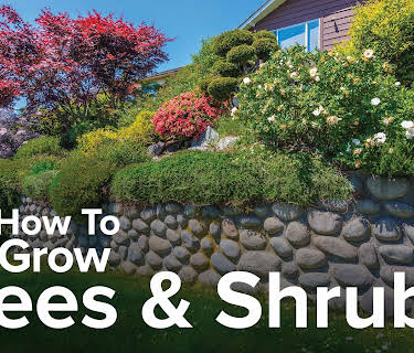 How to Grow Anything: Make Your Trees and Shrubs Thrive