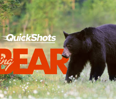 Quick Shots: Spring Bear