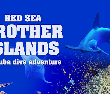 Red Sea: Brother Islands a Scuba Dive Adventure (2024)
