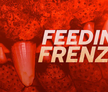 Feeding Frenzy: Season 1