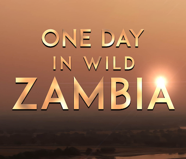 One Day in Wild Zambia (2024)
