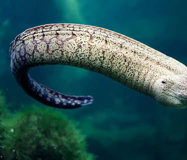 72 Dangerous Animals: Asia
