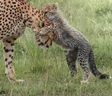 Mother Cheetah (2021)