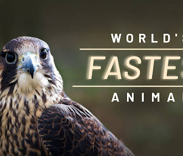 World's Fastest Animal (2018)