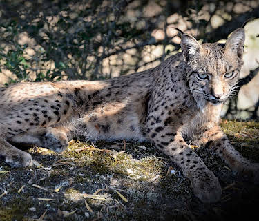 Leap Of The Lynx (2012)