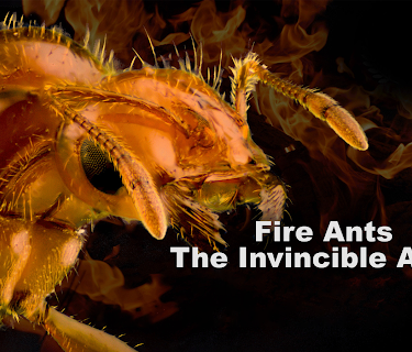 Fire Ants: The Invincible Army (2022)